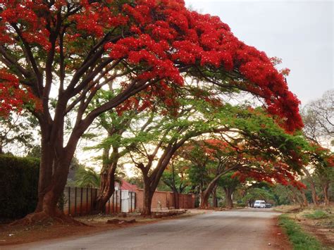 exotic zimbabwe